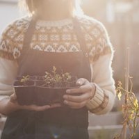 Person wearing a jumper and apron holding seed trays filled with new plant shoots. Bright sunlight is filtering through the greenhouse.